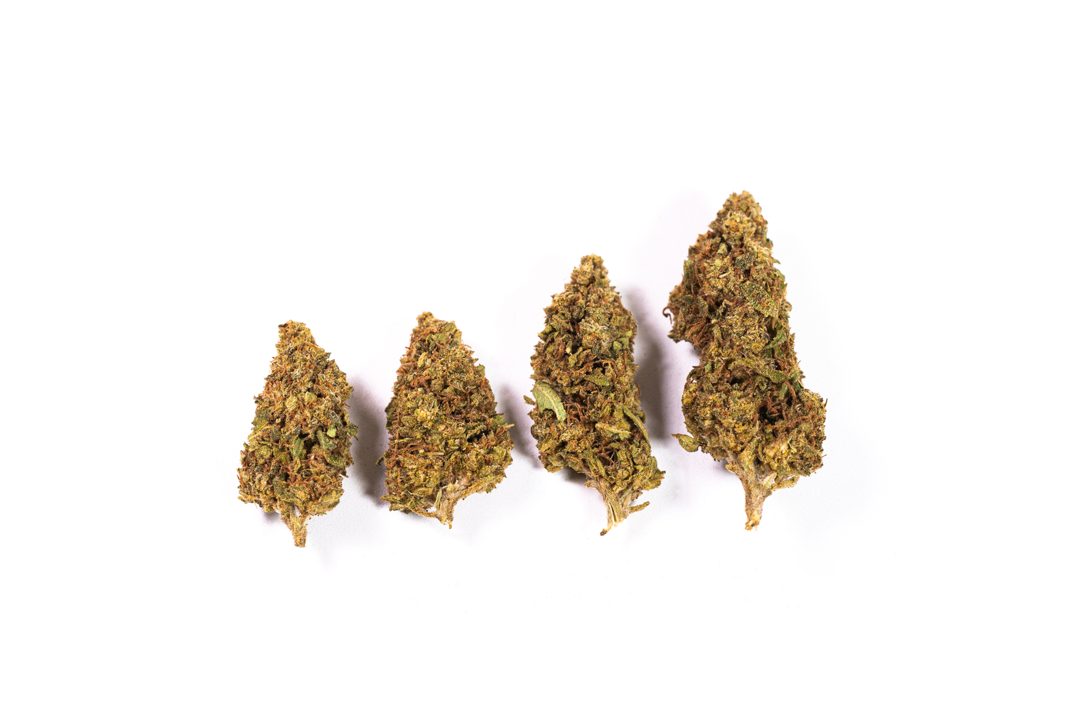 Dried cannabis buds on white background